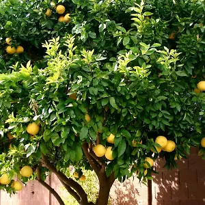 lemon-tree-trogir.hotels-in-trogir.com/